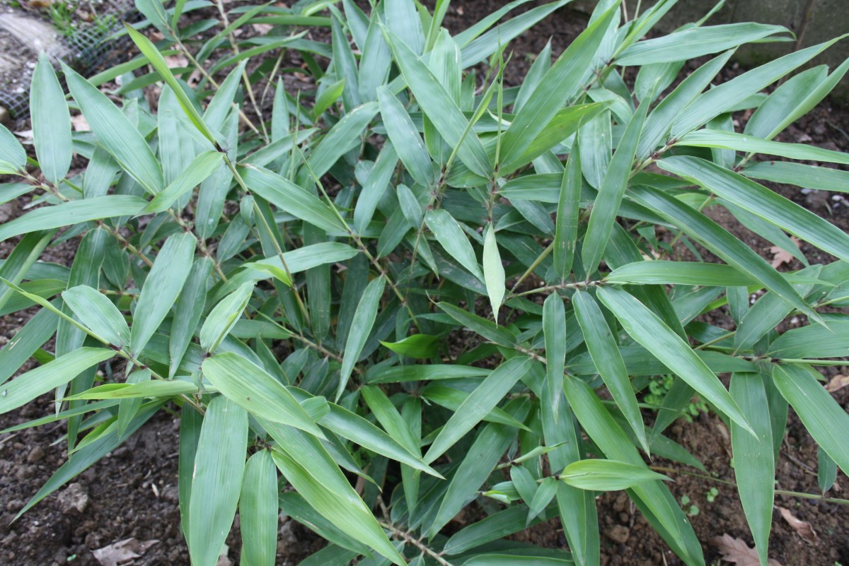 leZilli- pianta di bambù 