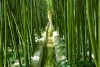 leZilli- la pianta di bambù